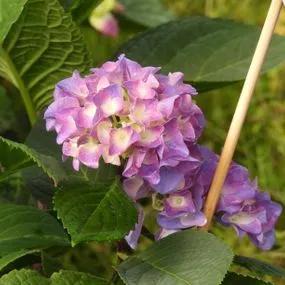 Sweet Marshmallow Hydrangea Plants (Hydrangea Flair And Flavours) 2